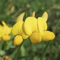 Birdsfoot Trefoil
