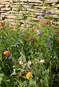 Ellen's non-native wildflowers