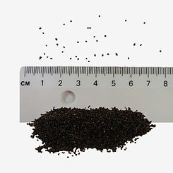 Lady's Bedstraw seeds