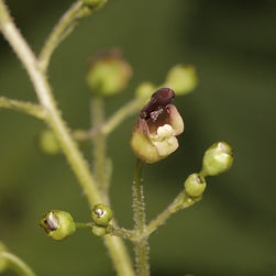 Figwort