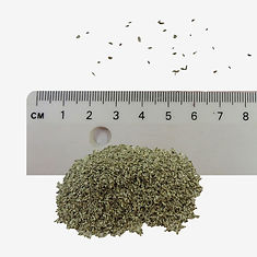 Sneezewort seeds
