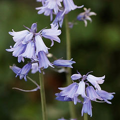 Bluebell