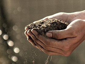 Hands holding soil