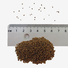 Field Speedwell seeds