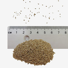 Giant Bellflower seeds