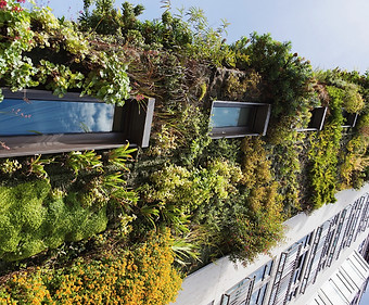 Green plants climbing up new building