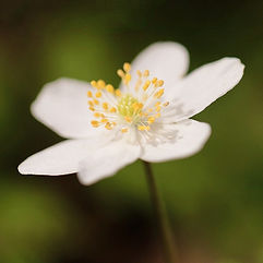 Wood Anemone