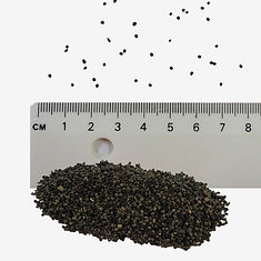 Sea Campion seeds