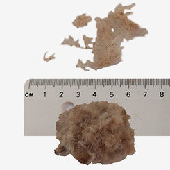 Lesser Reedmace seeds