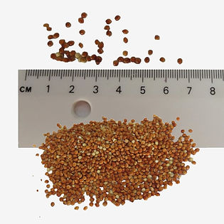 Red Millet seeds