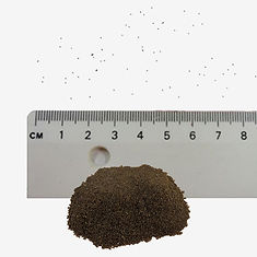 Sheep's Bit Scabious seeds