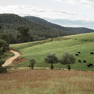 a herd of cattle grazing on a lush green