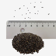 Common Sorrel seeds