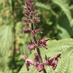 Hedge Woundwort