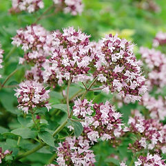 Wild Marjoram