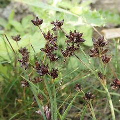 Jointed Rush