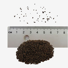 Gypsywort seeds