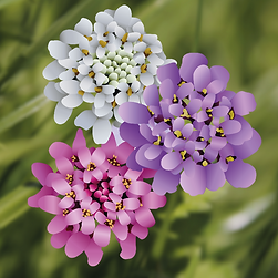 Candytuft Mixed illustration