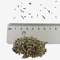 Sea Thrifts seeds