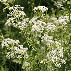 Cow Parsley