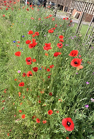 Zoe's garden with wildflowers