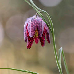 Snakehead Fritillary