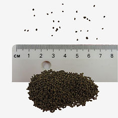 Cowslip seeds
