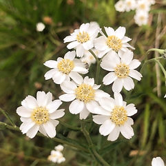 Sneezewort