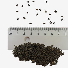 Meadow Cranesbill seeds