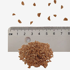 Snakeshead Fritillary seeds
