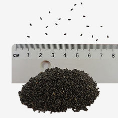 English Lavender seeds