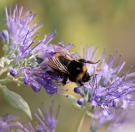 Bumblebee pollinating Phacelia
