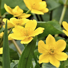 Marsh Marigold