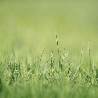 Green grass closeup photography