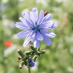 Chicory