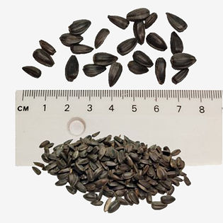 Dwarf Sunflowers seeds