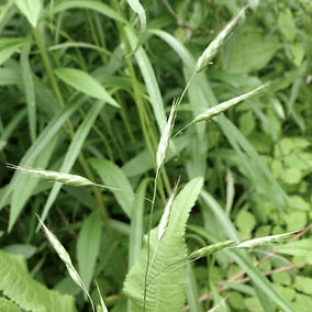 Meadow Brome