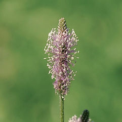 Hoary Plantain