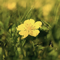 Creeping Buttercup