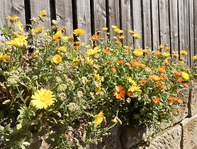 Ellen's non-native flower mix