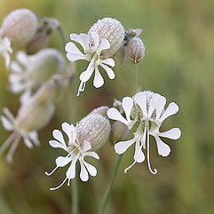 Bladder Campion