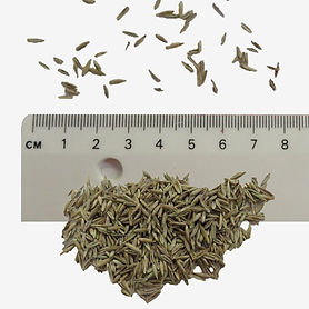 Tall Fescue seeds