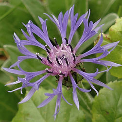 Cornflower Perennial Blue