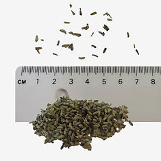 Devils Bit Scabious seeds