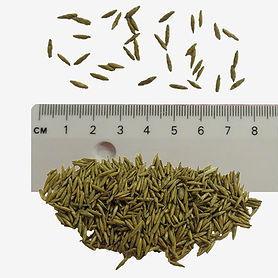 Tall Oatgrass seeds