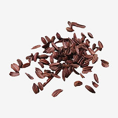 Pepper Saxifrage seeds