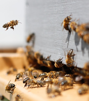 Bee going into a bee house