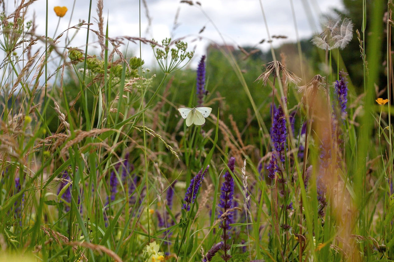A butterfly on a flower in a wildflower meadow