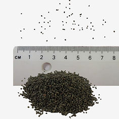 Bladder Campion seeds