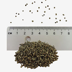 Common Mallow seeds